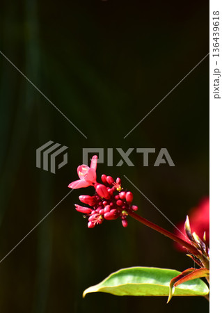 Close-up of Peregrina, Jatropha integerrima, wild red flowers in the garden. Flower and plant. 136439618