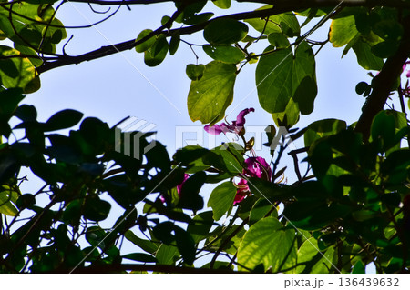 Wild flowers and grass in the rural. Flower and plant. Wild flowers and grass in the rural. Flower and plant. 136439632