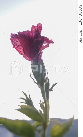 Wild flowers and grass in the rural. Flower and plant. 136439635