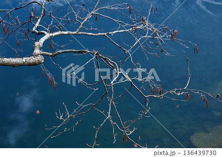 Bare tree branches reaching over dark blue water. Nature background with tranquil lake surface texture. Minimalist landscape for calm design. 136439730