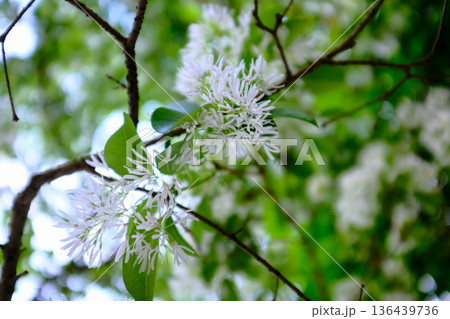 Close-up of Chionanthus retusus (Chinese Fringe Tree) with sunlight. Flower and plant. Nature background. Close-up of Chionanthus retusus (Chinese Fringe Tree) with sunlight. Flower and plant. Nature background. 136439736
