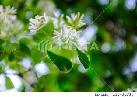 Close-up of Chionanthus retusus (Chinese Fringe Tree) with sunlight. Flower and plant. Nature background. Close-up of Chionanthus retusus (Chinese Fringe Tree) with sunlight. Flower and plant. Nature background. 136439739