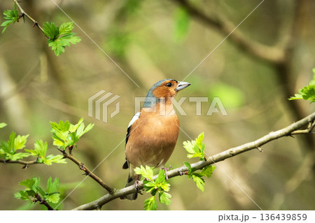 A chaffinch is sitting on a branch 136439859