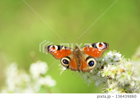 A peacock butterfly sits on flowers 136439860