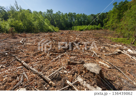 Clearing after a cut-down forest Clearing after a cut-down forest 136439862