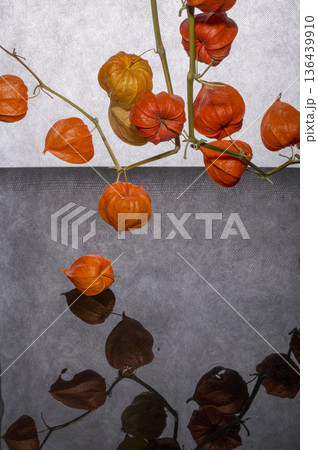 Still life with physalis branch and reflection Still life with physalis branch and reflection 136439910