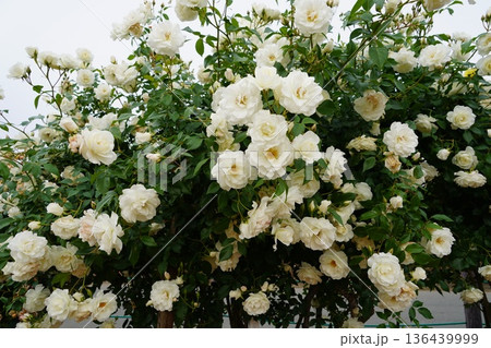 長野県坂城町のさかき千曲川バラ公園は山々に囲まれた千曲川のほとりに素晴らしいバラ公園があります。 136439999