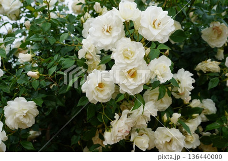 長野県坂城町のさかき千曲川バラ公園は山々に囲まれた千曲川のほとりに素晴らしいバラ公園があります。 長野県坂城町のさかき千曲川バラ公園は山々に囲まれた千曲川のほとりに素晴らしいバラ公園があります。 136440000