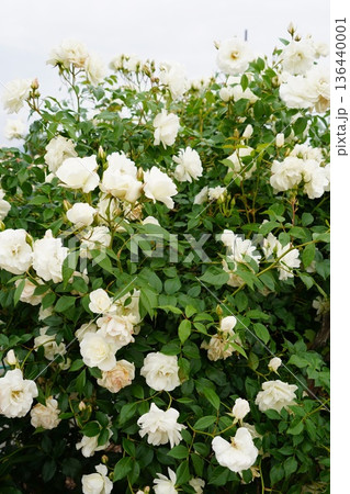 長野県坂城町のさかき千曲川バラ公園は山々に囲まれた千曲川のほとりに素晴らしいバラ公園があります。 136440001