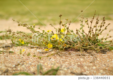 Bush with yellow flowers, pinnate mullein in the steppe Bush with yellow flowers, pinnate mullein in the steppe 136440031