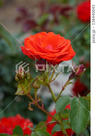 長野県坂城町のさかき千曲川バラ公園は山々に囲まれた千曲川のほとりに素晴らしいバラ公園があります。 136440045