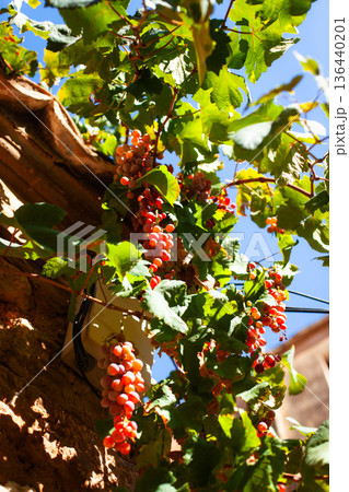 Picturesque street view of ripening grapes in a small town in Mallorca, Spain Picturesque street view of ripening grapes in a small town in Mallorca, Spain 136440201