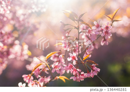 Close up pink cherry blossoms against the sunlight in spring time 136440281