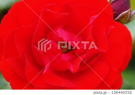 長野県坂城町のさかき千曲川バラ公園は山々に囲まれた千曲川のほとりに素晴らしいバラ公園があります。 136440358