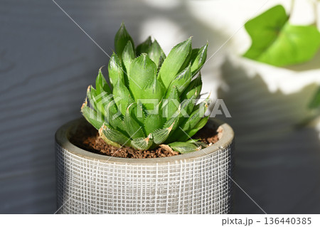 ハオルチア 136440385