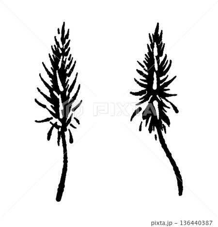 アロエベラの花（花穂）のモノクロイラスト 136440387