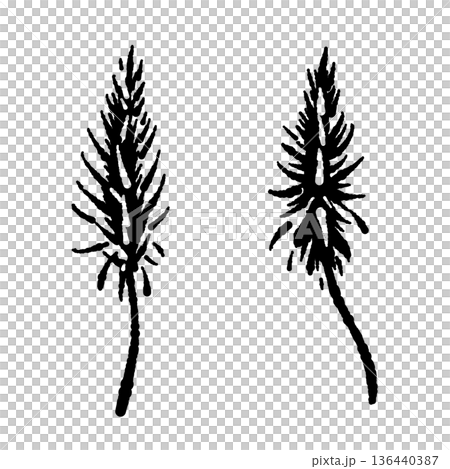 アロエベラの花（花穂）のモノクロイラスト 136440387