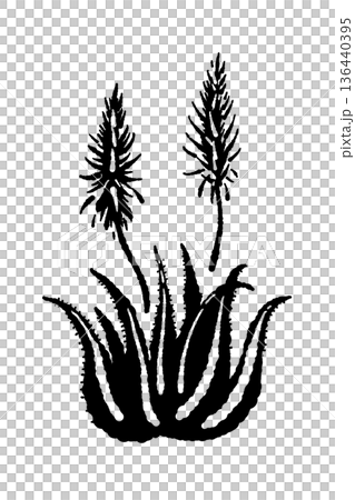盛開的蘆薈植物插圖 盛開的蘆薈植物插圖 136440395
