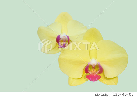Phalaenopsis Miraflore Orchid isolated with clipping path 136440406