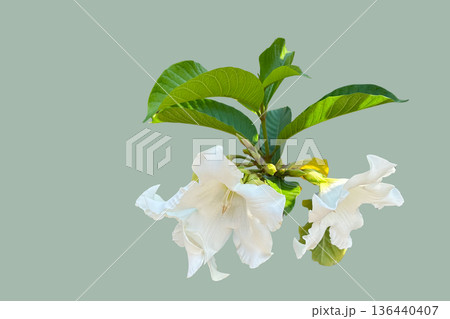 Beaumontia grandiflora or Herald Trumpet flower isolated with clipping path 136440407