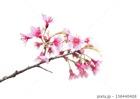 Wild Himalayan Cherry blossom cluster isolated Wild Himalayan Cherry blossom cluster isolated 136440408