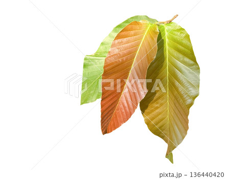 Young Dipterocarpus leaf isolated with clipping path Young Dipterocarpus leaf isolated with clipping path 136440420