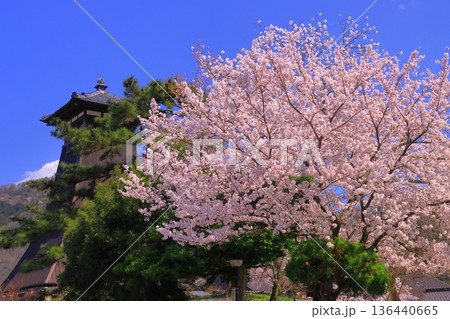 出石城跡（兵庫県豊岡市）辰鼓楼前　満開の桜 136440665