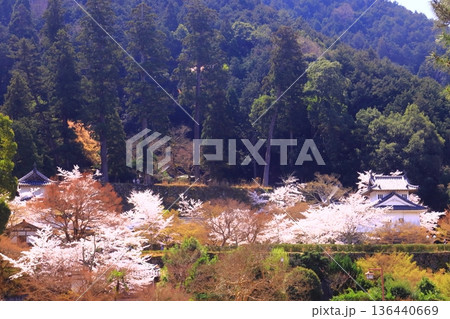 出石城跡（兵庫県豊岡市）本丸西隅櫓前　満開の桜 136440669