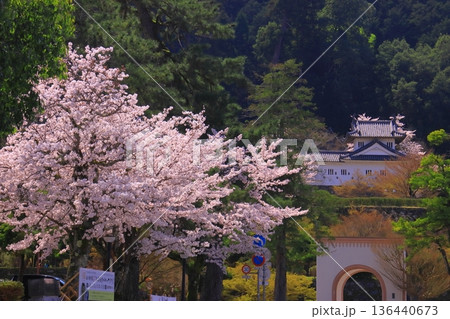 出石城跡（兵庫県豊岡市）本丸西隅櫓前　満開の桜 136440673