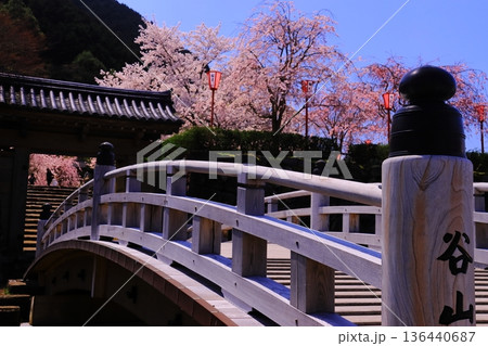 出石城跡(兵庫県豊岡市)登城橋と登城門 満開の桜 出石城跡(兵庫県豊岡市)登城橋と登城門 満開の桜 136440687