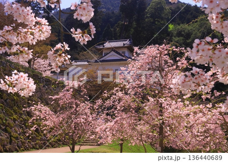 出石城跡（兵庫県豊岡市）本丸西隅櫓前　満開の桜 136440689
