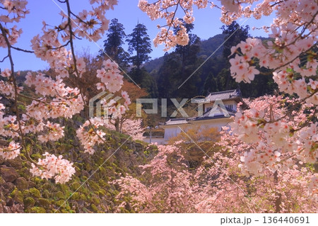 出石城跡（兵庫県豊岡市）本丸西隅櫓前　満開の桜 136440691