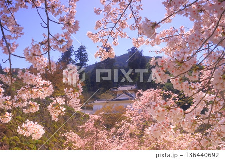 出石城跡(兵庫県豊岡市)本丸西隅櫓前 満開の桜 出石城跡(兵庫県豊岡市)本丸西隅櫓前 満開の桜 136440692