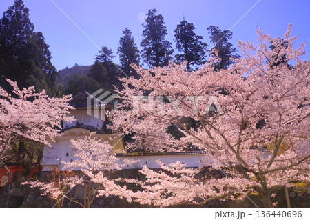 出石城跡(兵庫県豊岡市)本丸西隅櫓 満開の桜 出石城跡(兵庫県豊岡市)本丸西隅櫓 満開の桜 136440696