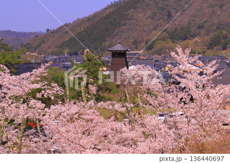 出石城跡（兵庫県豊岡市）二の丸庭園から見る辰鼓楼　満開の桜 136440697