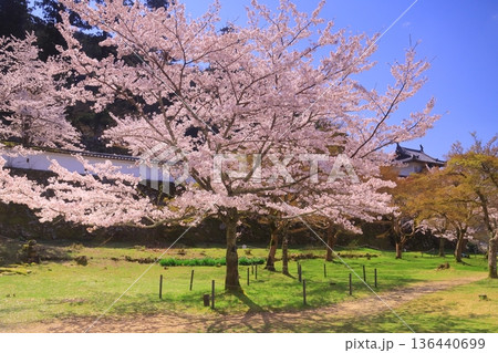 出石城跡(兵庫県豊岡市)二の丸庭園に咲く満開の桜 出石城跡(兵庫県豊岡市)二の丸庭園に咲く満開の桜 136440699
