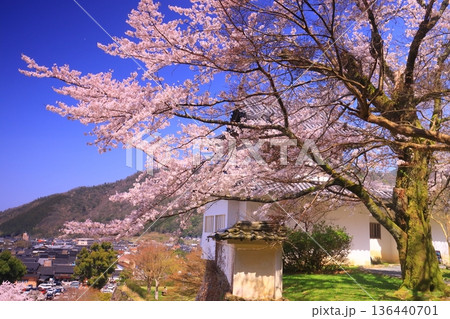 出石城跡(兵庫県豊岡市)本丸西隅櫓 満開の桜 出石城跡(兵庫県豊岡市)本丸西隅櫓 満開の桜 136440701