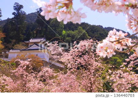 出石城跡（兵庫県豊岡市）本丸西隅櫓　満開の桜 136440703