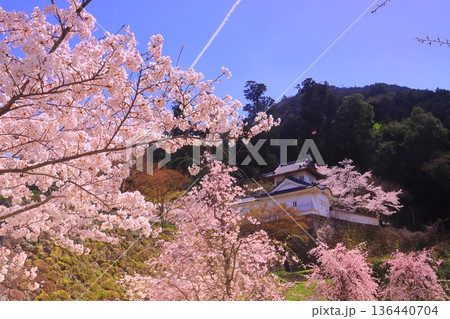出石城跡（兵庫県豊岡市）本丸西隅櫓　満開の桜 136440704