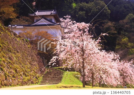 出石城跡(兵庫県豊岡市)本丸西隅櫓 満開の桜 出石城跡(兵庫県豊岡市)本丸西隅櫓 満開の桜 136440705