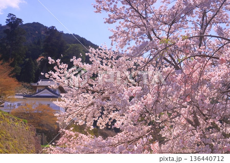 出石城跡（兵庫県豊岡市）本丸西隅櫓　満開の桜 136440712