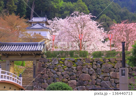 出石城跡（兵庫県豊岡市）本丸西隅櫓　満開の桜 136440713