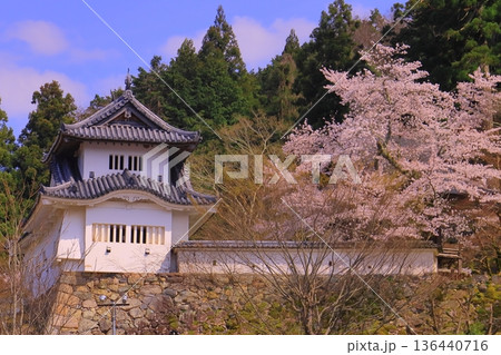 出石城跡（兵庫県豊岡市）本丸西隅櫓　満開の桜 136440716