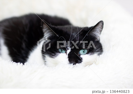 Feline snuggled in soft bedding. Relaxed black and white cat nestled in plush comfort zone Feline snuggled in soft bedding. Relaxed black and white cat nestled in plush comfort zone 136440823
