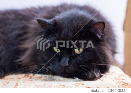 Cozy cat lounging calmly. Serene black feline resting on soft cushion in gentle light 136440824