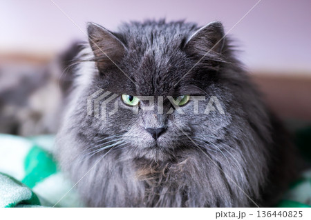 Silent feline observing surroundings. Serene feline with vibrant green eyes and flowing fur Silent feline observing surroundings. Serene feline with vibrant green eyes and flowing fur 136440825