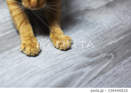 Detailed shot capturing serene kitten resting on laminate flooring with warm sunlight 136440828