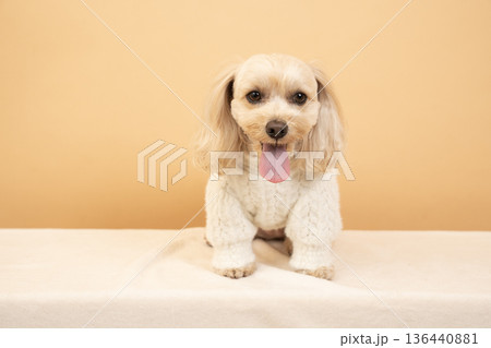 白いセーターを着て微笑むマルプーのクーちゃん 白いセーターを着て微笑むマルプーのクーちゃん 136440881