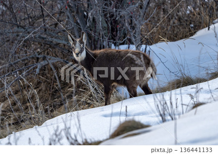Young Chamois deer on the snow in italian alps in winter season 136441133