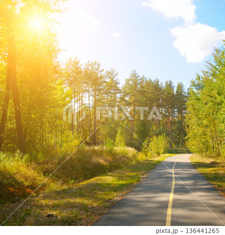 Empty asphalt bicycle path winding through a sun-drenched summer forest 136441265